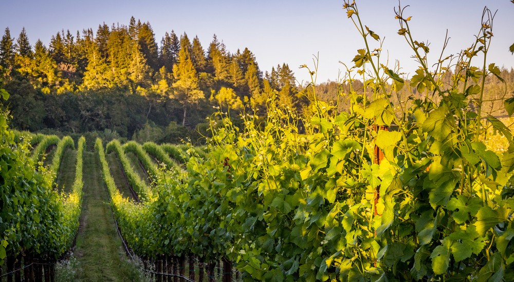 Gunsalus Vineyard Image