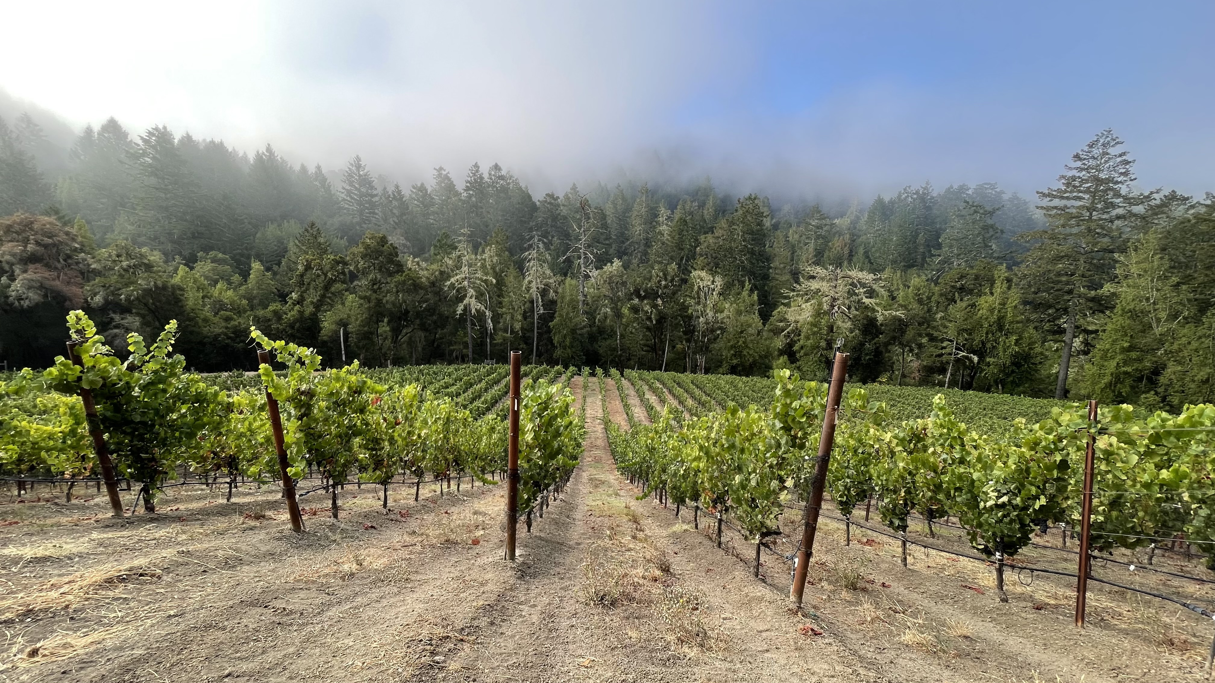 Mindego Ridge Vineyard Photo