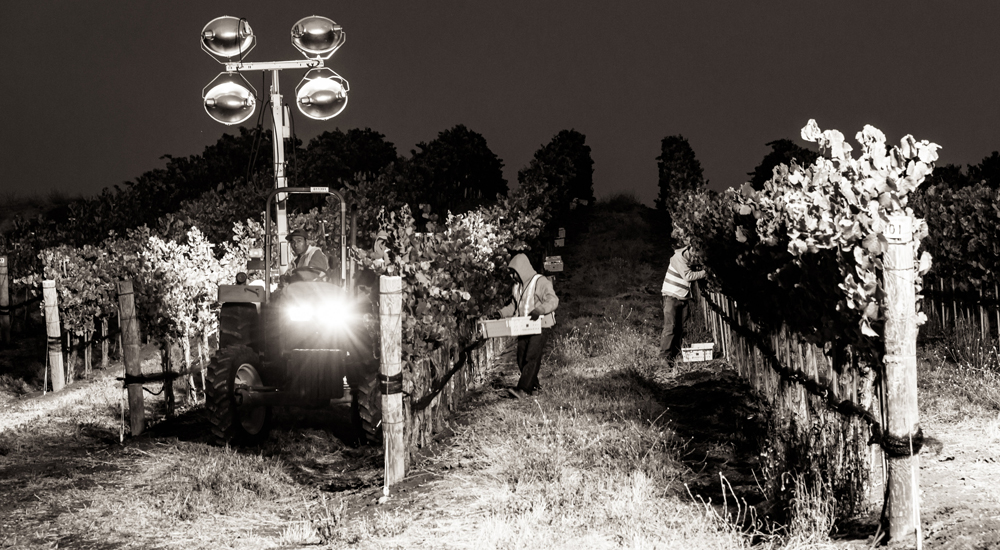 Workers harvesting grapes at night