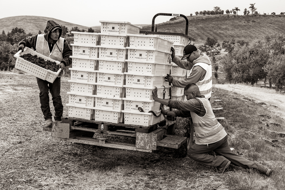 Workers loading harvest bins to be transported