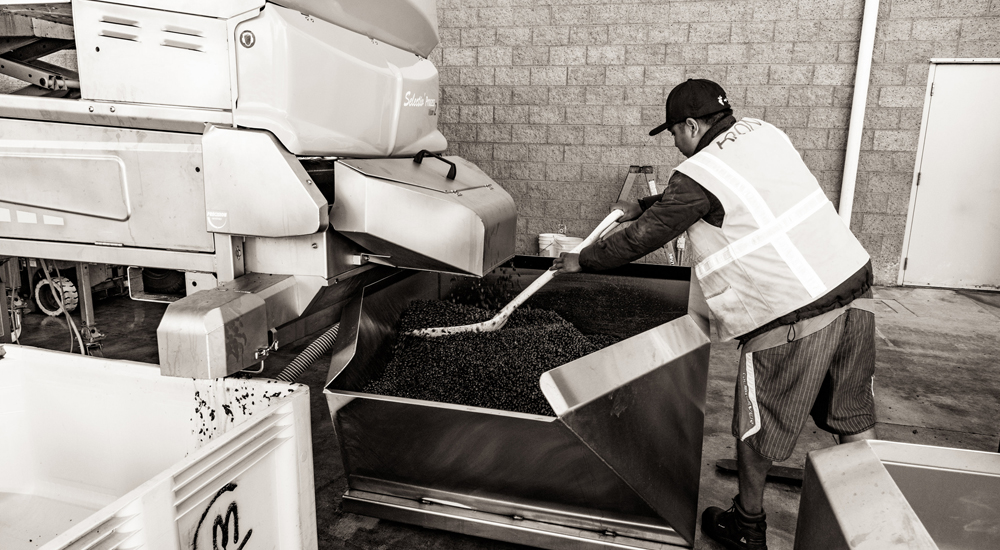 Workers pushing grapes through a machine to remove the stems
