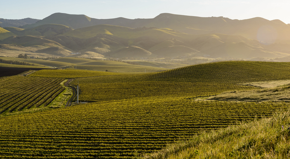 Hollister vineyard Photo of Wine Valley