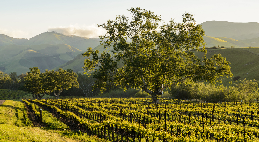 Moretti Vineyard within the rolling hills