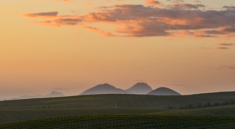 Poletti Vineyard at sunset