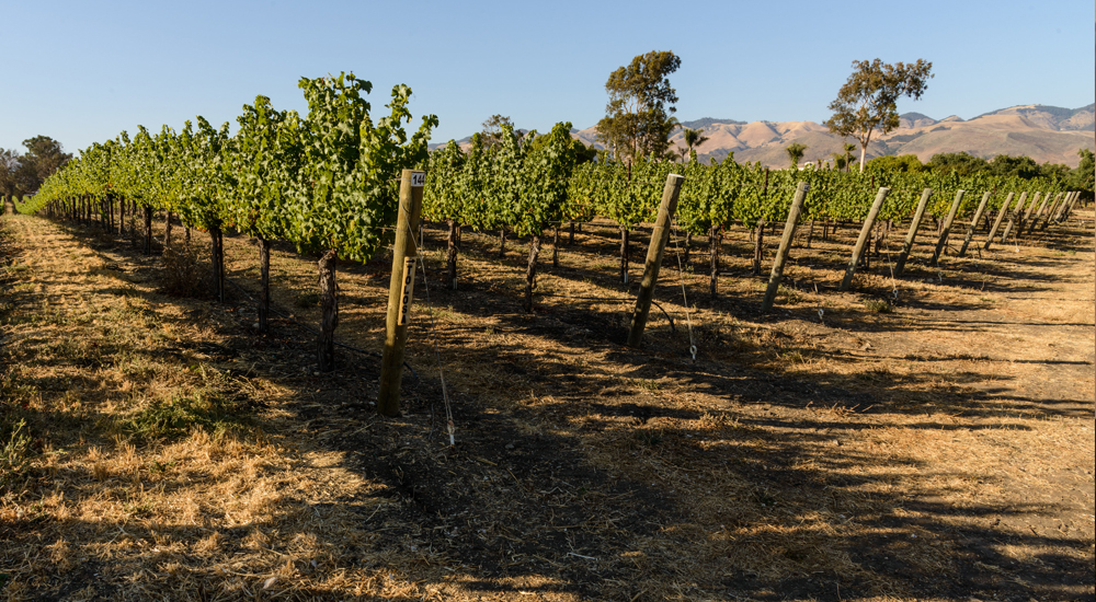 Salaal Vineyard vines right before harvest