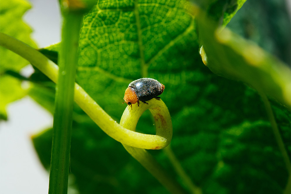 Close-up of a control bug sitting on the stem of a vine