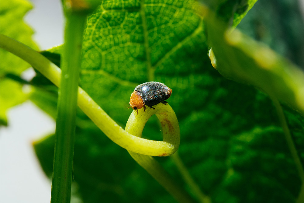 Tolosa Vineyard Control Bug Close-up of a control bug sitting on the stem of a vine