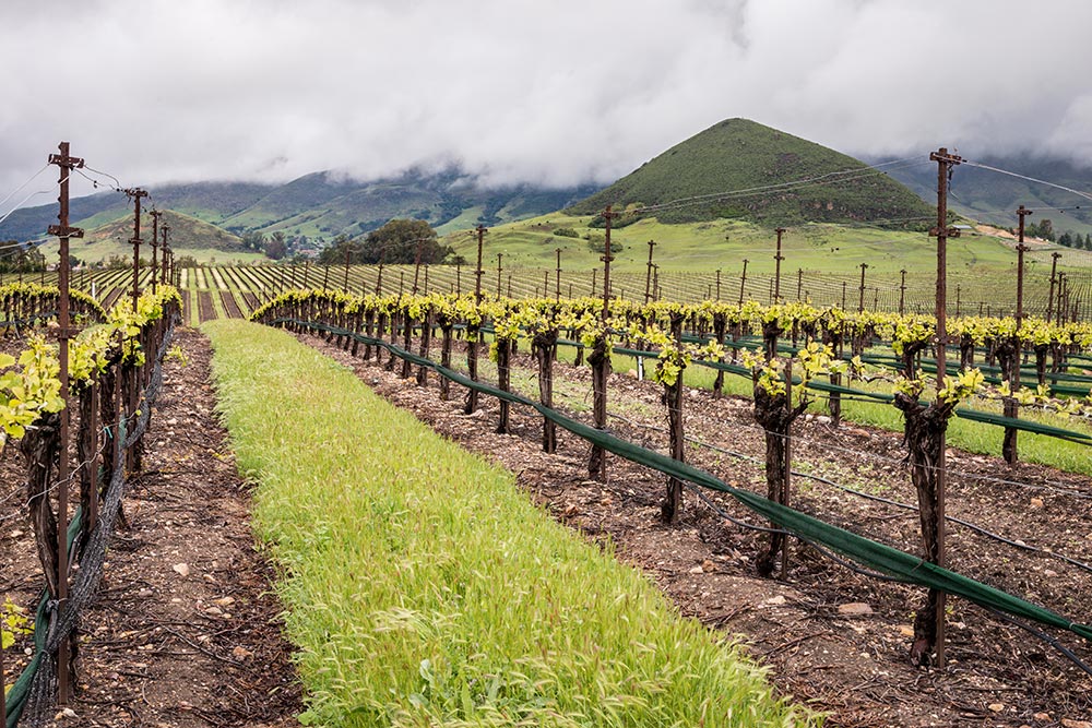 Cover crops down each aisle of vines at the start of bud break