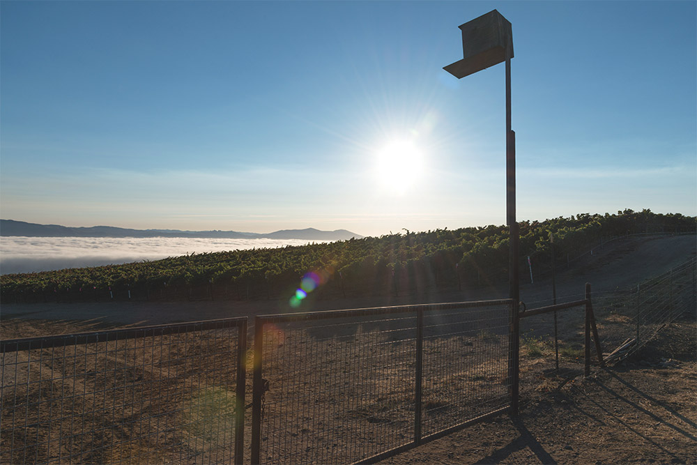 An owl box overlooks the vineyard with fog in the distance