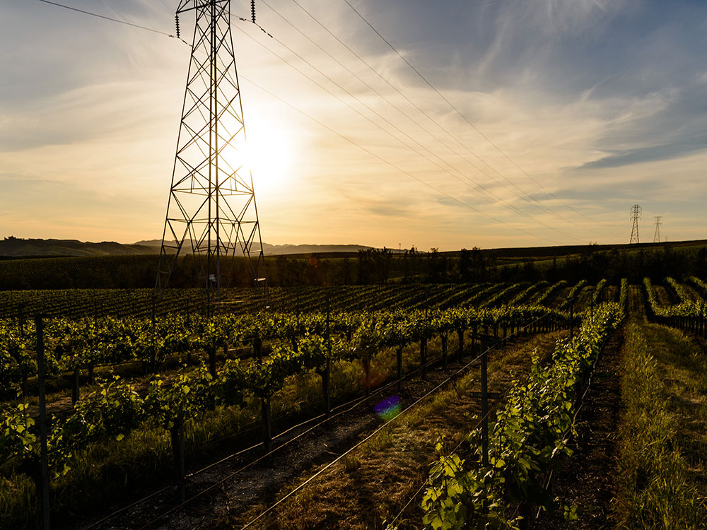 Power lines running through the vineyard