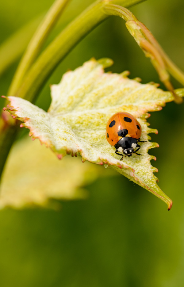 Lady Bug on Grapevine Leaf