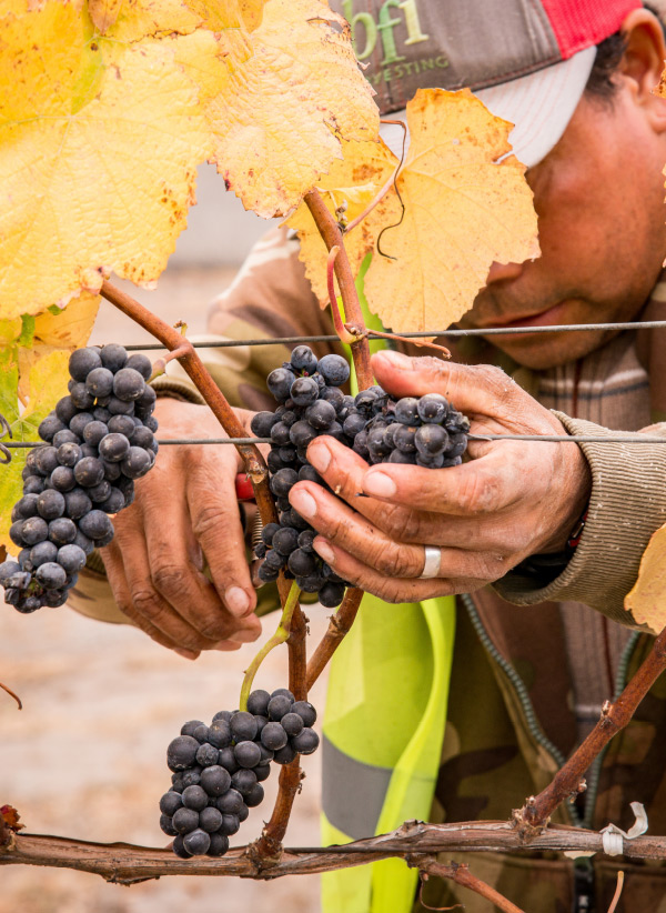 Worker harvesting grapes from the vine