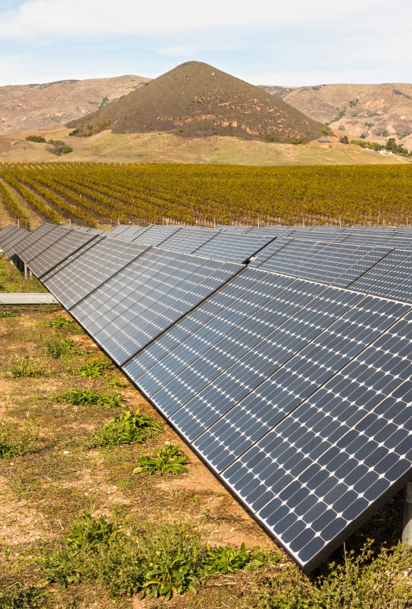 Ground-mounted solar panels in the vineyard