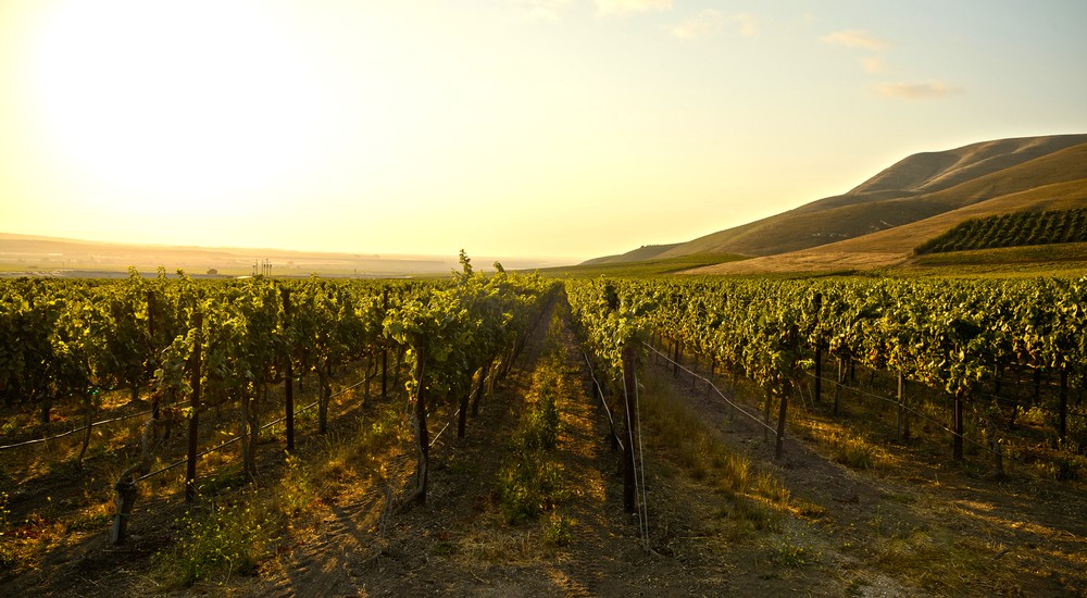 Bien Nacido Vineyard image