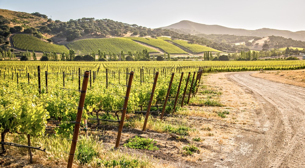 Drum Canyon Vineyard image