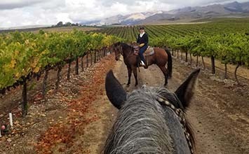Horseback Riding Through the Vines