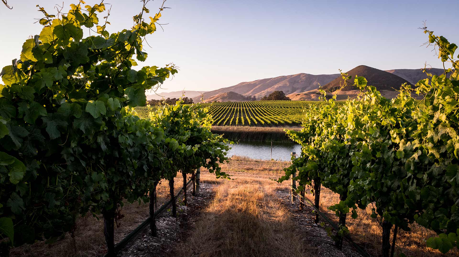 View through a vineyard aisle to the irrigation pond at sunset
