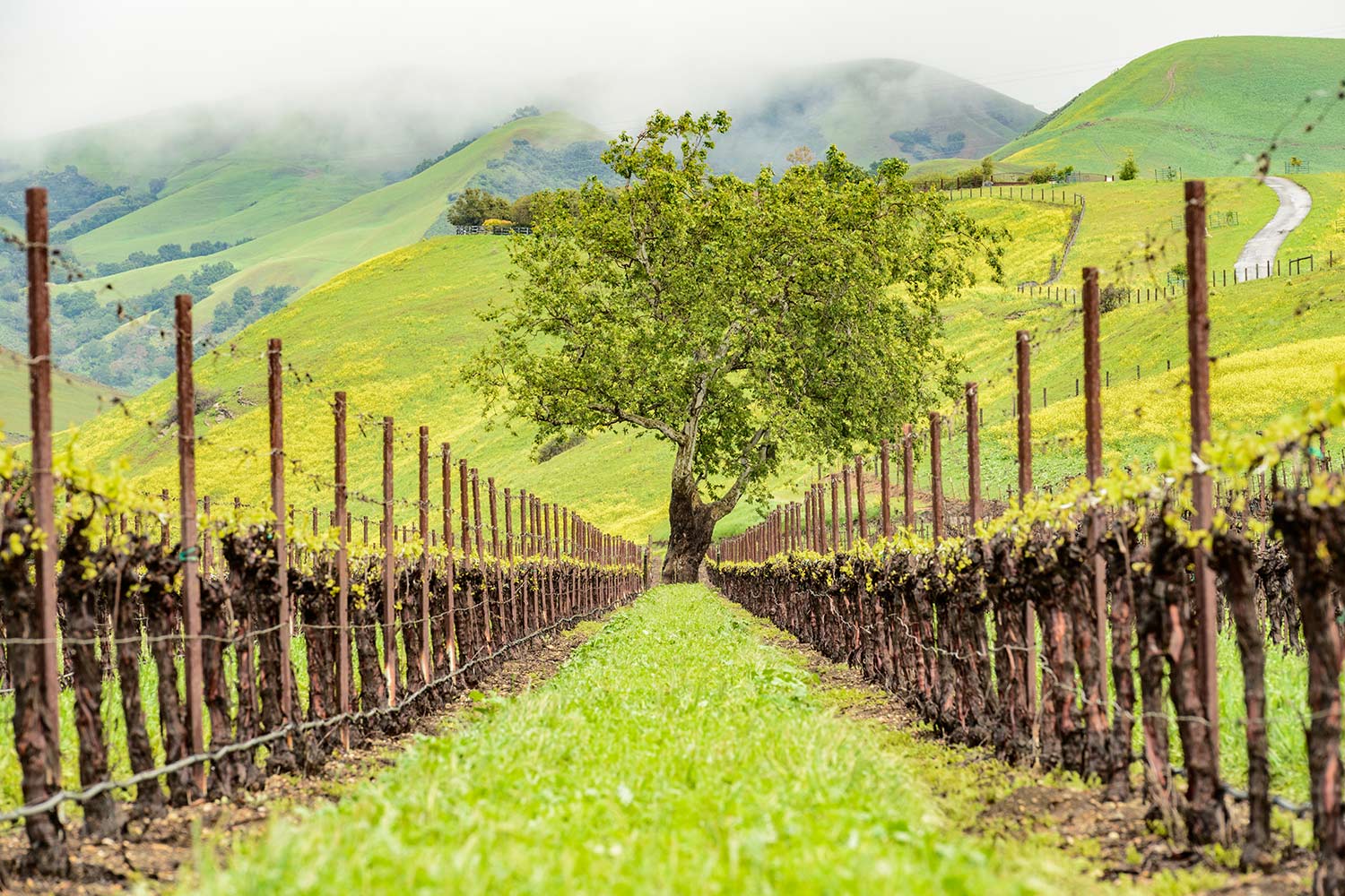 View down a vineyard aisle with a tree at the end surrounded by bright green hills