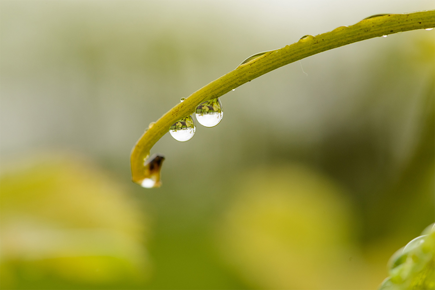 Two water drops on the end of a vine