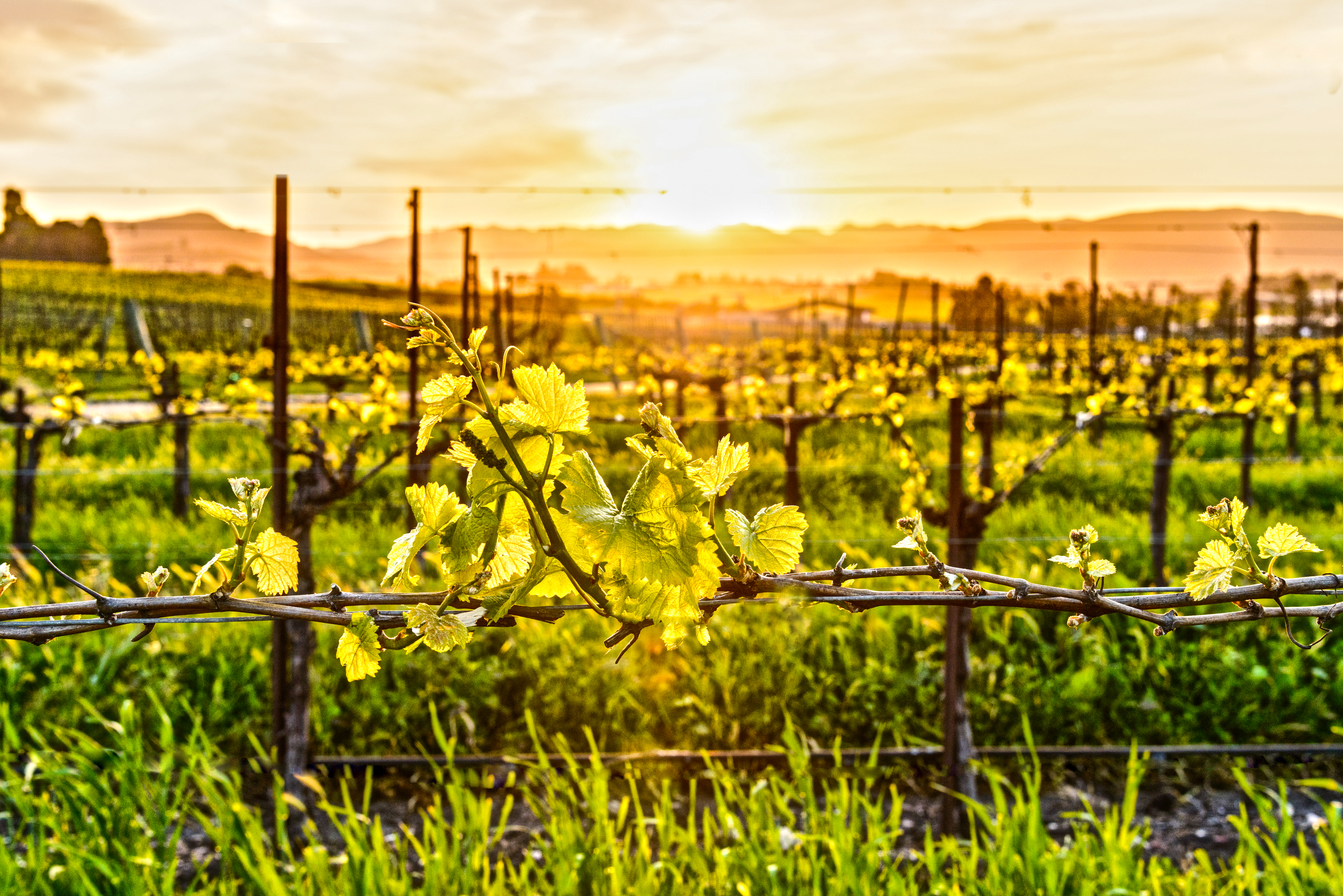 Vine growing towards the sun