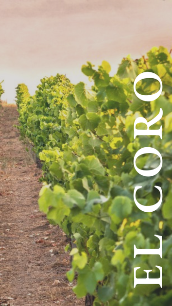 El Coro Vineyard 2024 3pk