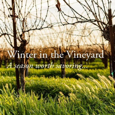 Winter at Tolosa Vineyard