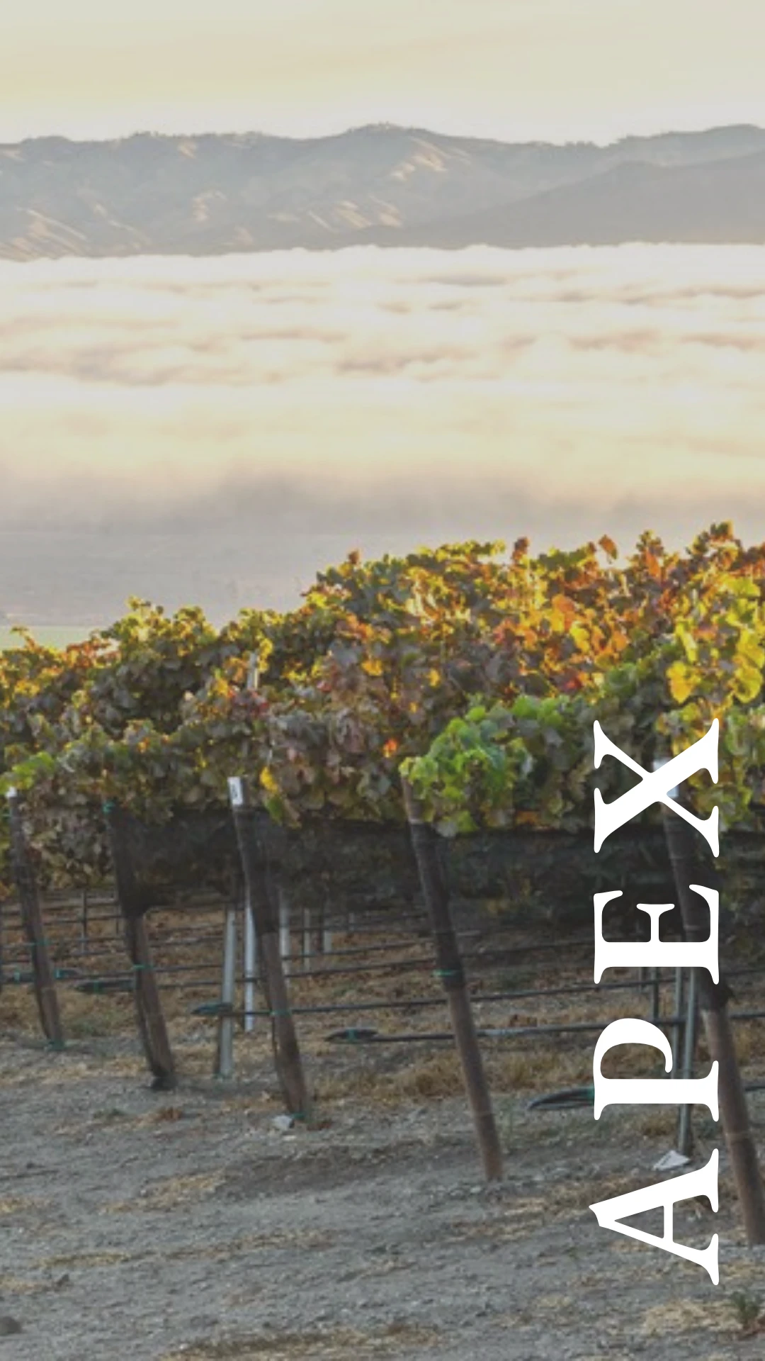 Apex Vineyard