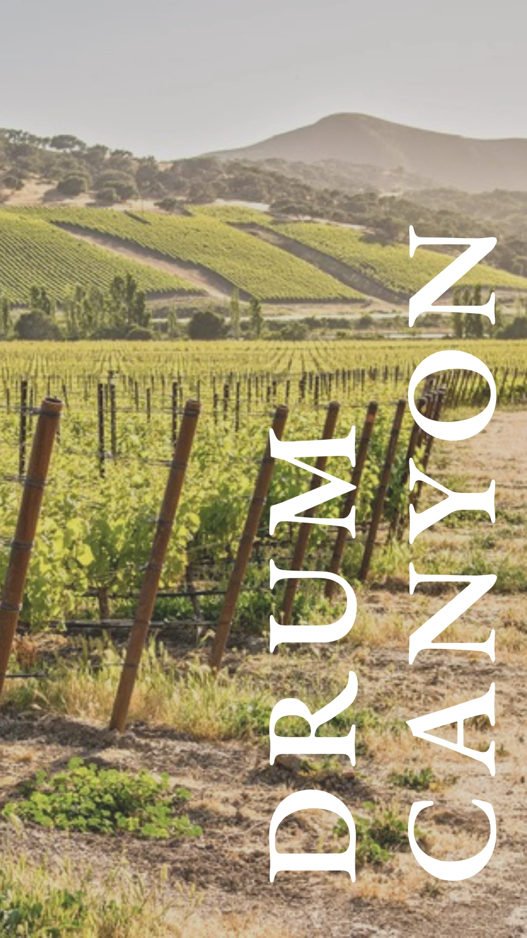 Drum Canyon Vineyard