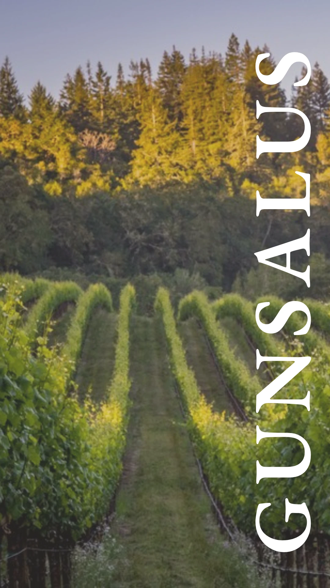 Gunsalus Vineyard