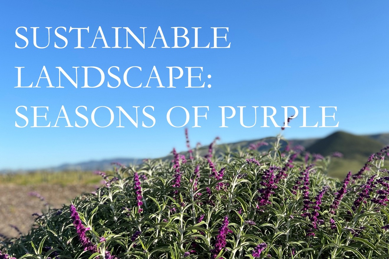 Lavendar Tolosa Sustainable Landscape