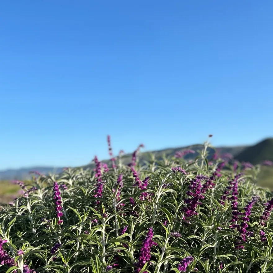 Lavendar Tolosa Sustainable Landscape thumbnail