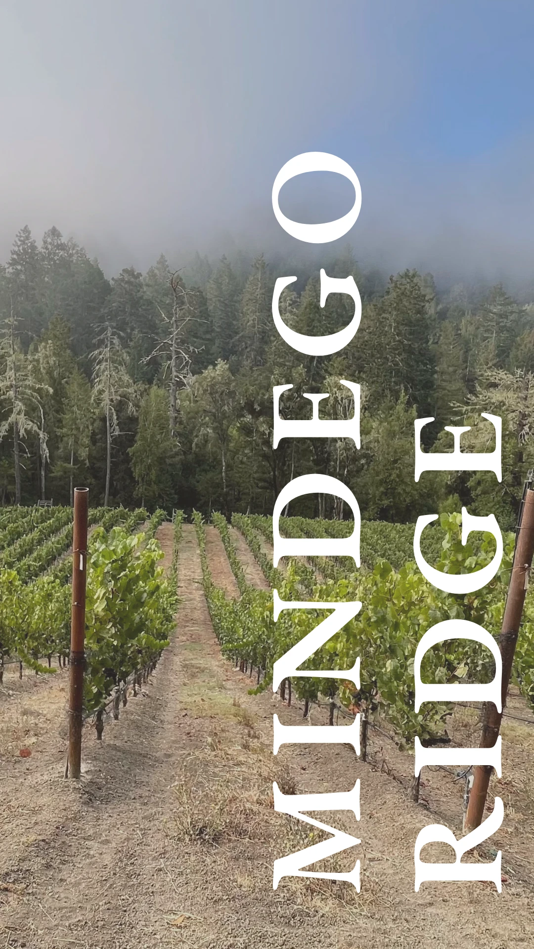 Mindego Ridge Vineyard