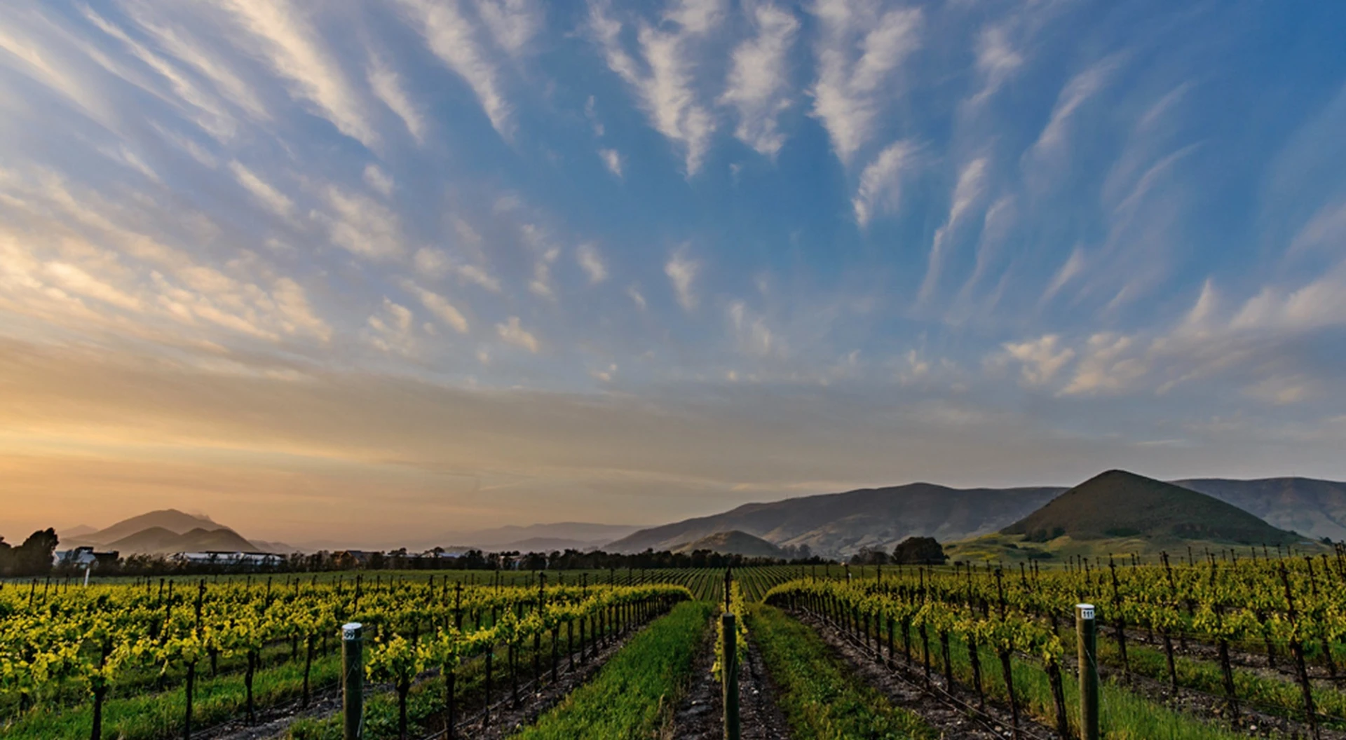 Tolosa Monighetti Vineyard