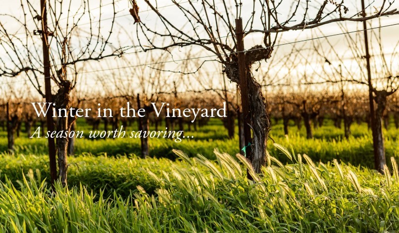Winter at Tolosa Vineyard