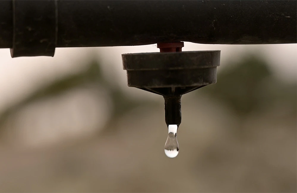 Drip irrigation in action