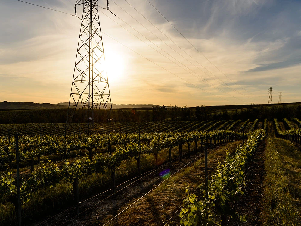 Power lines over the vineyards