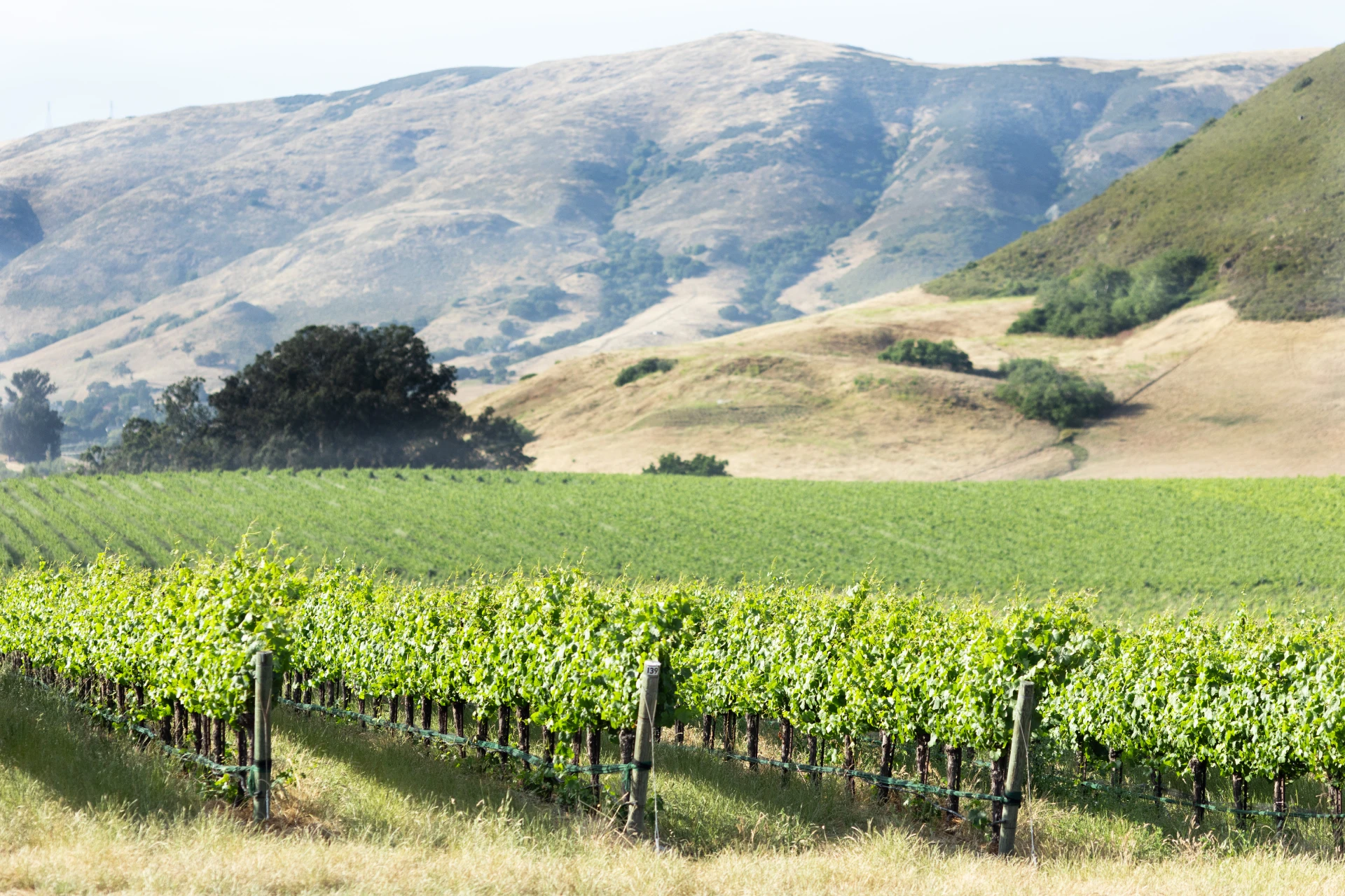 The Tolosa Winery vineyards