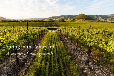 Spring time in the vineyard